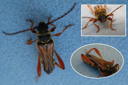 Réf. 185 736 : Stenopterus rufus