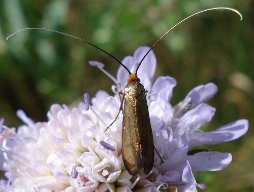 Nemophora metallica
