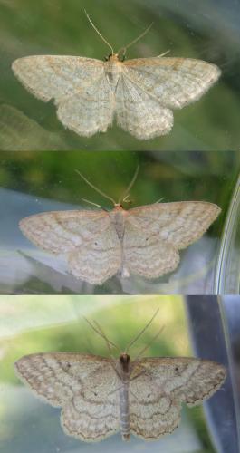 Réf. 185 048 : Idaea macilentaria