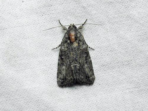 Bryophila raptricula