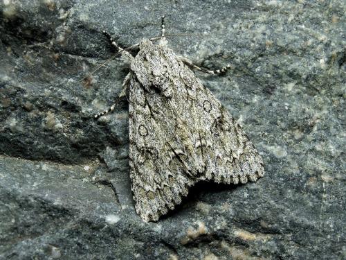 Réf. 185 553 : Acronicta aceris