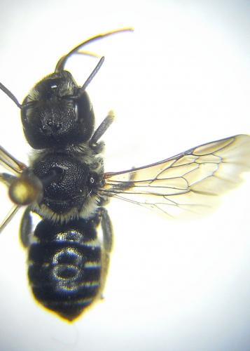 Osmia anceyi