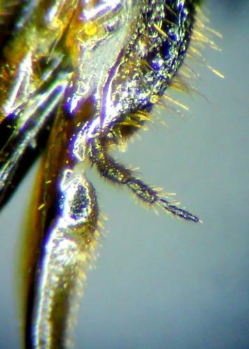Osmia anceyi
