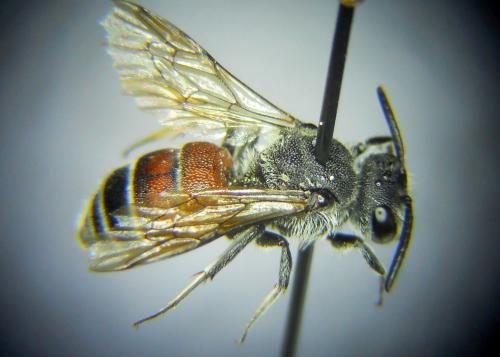 Dioxys cinctus