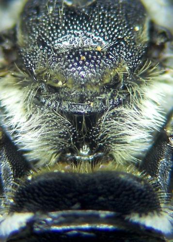 Osmia anceyi