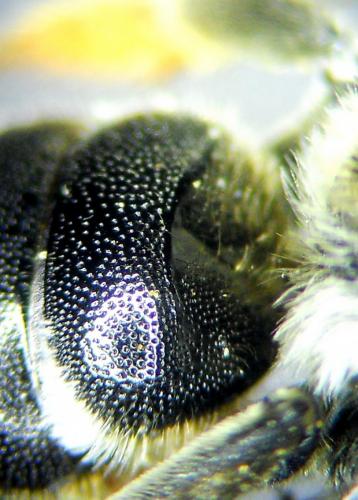 Osmia anceyi
