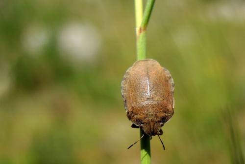 Réf. 185 472 : Eurygaster dilaticollis