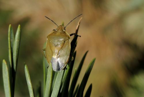 Chlorochroa pinicola