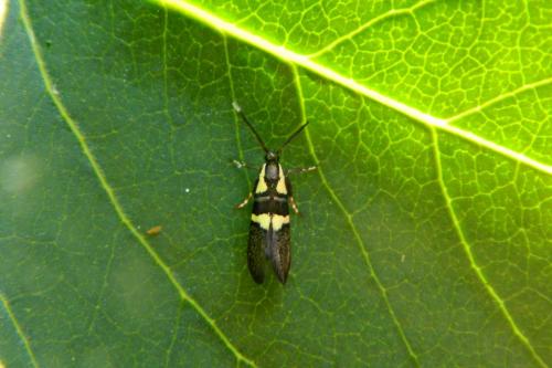 Dasycera oliviella