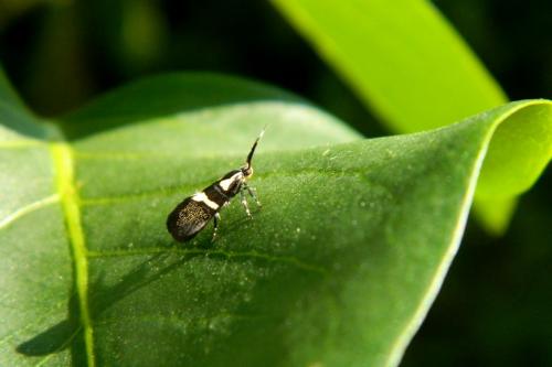 Dasycera oliviella