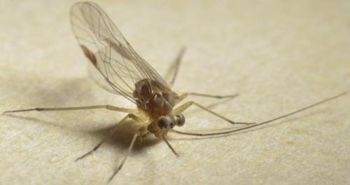 Mesopsocus sp.