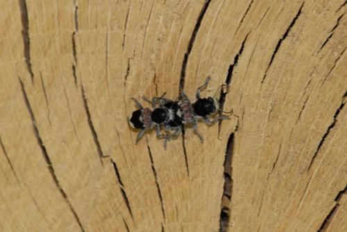 Réf. 185 310 : Clerus mutillarius