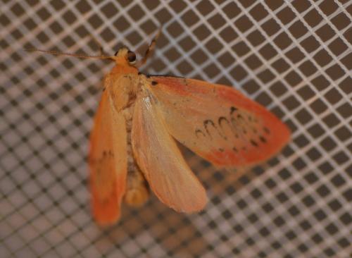 Miltochrista miniata