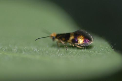 Micropterix sp.