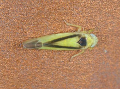 Edwardsiana geometrica