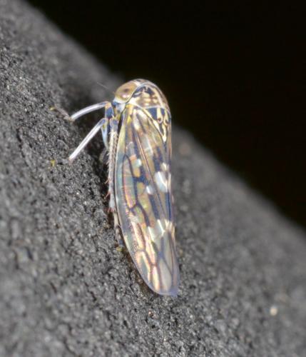 Idiocerus lituratus