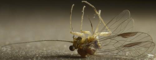 Mesopsocus sp.