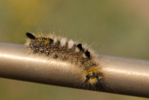 Dicallomera fascelina