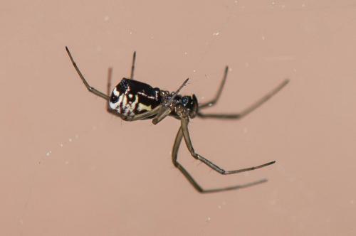 Réf. 185 994 : Frontinellina frutetorum