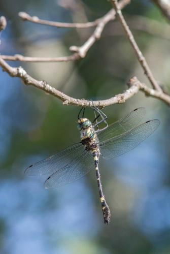 Macromia splendens