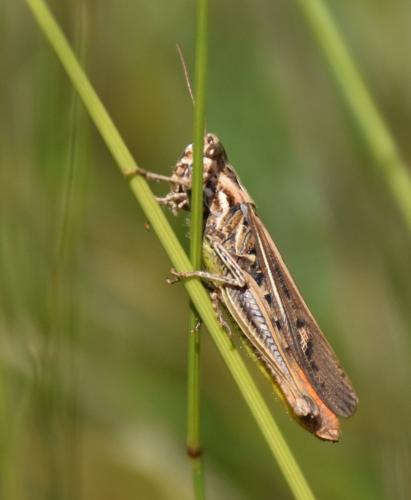 Chorthippus sp.
