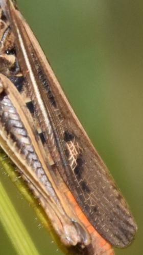 Chorthippus sp.