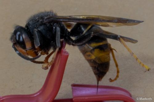 Vespa velutina