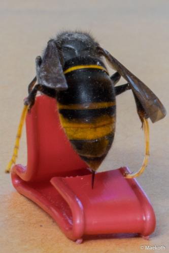 Vespa velutina