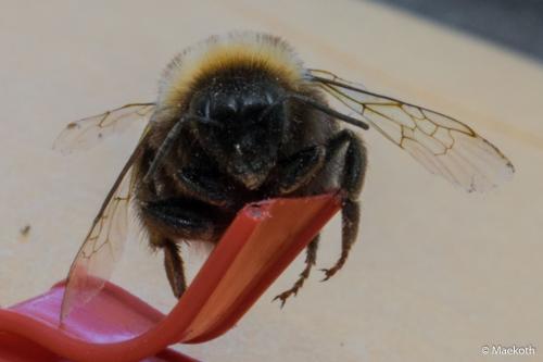 Bombus sp.
