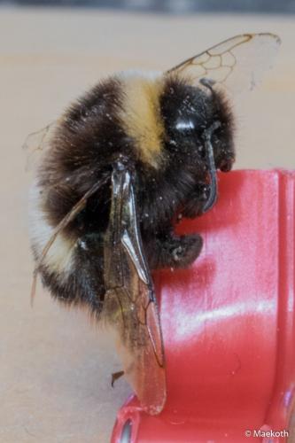 Bombus sp.