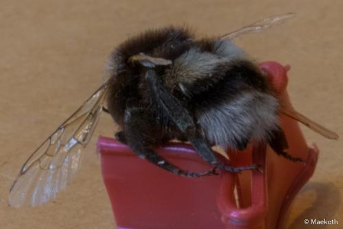 Bombus sp.