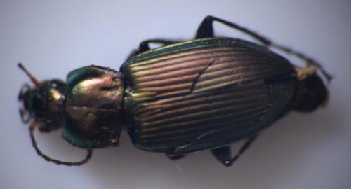 Poecilus cupreus