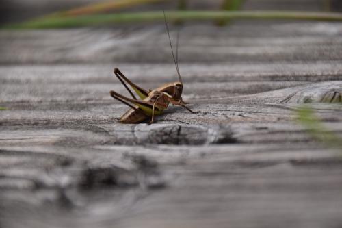 Metrioptera brachyptera