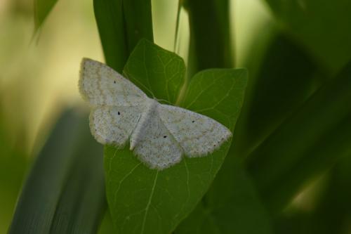 Réf. 185 125 : Scopula immutata