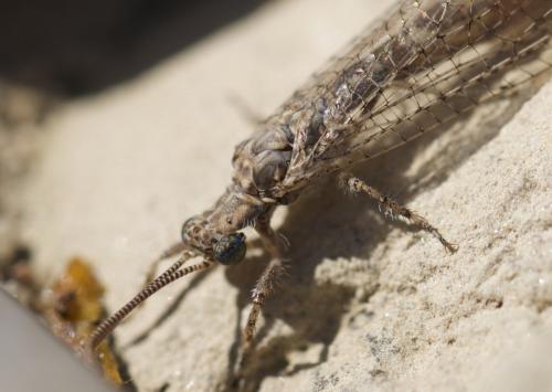 Neuroleon ochreatus