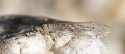 Neuroleon ochreatus