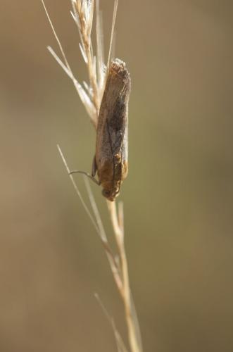 Pterothrixidia rufella