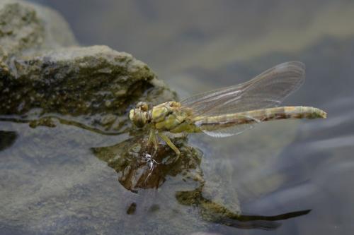 Réf. 185 063 : Onychogomphus forcipatus