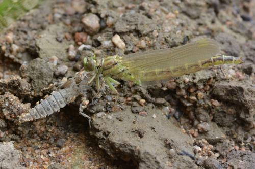 Stylurus flavipes