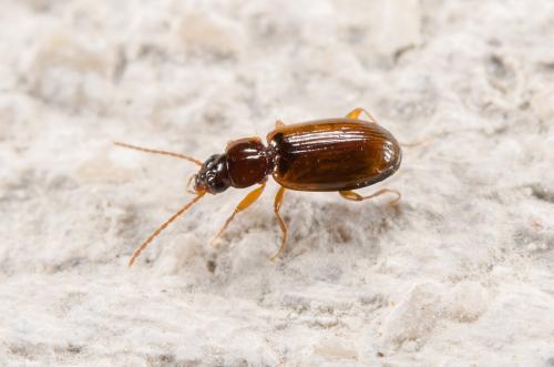 Trechus quadristriatus