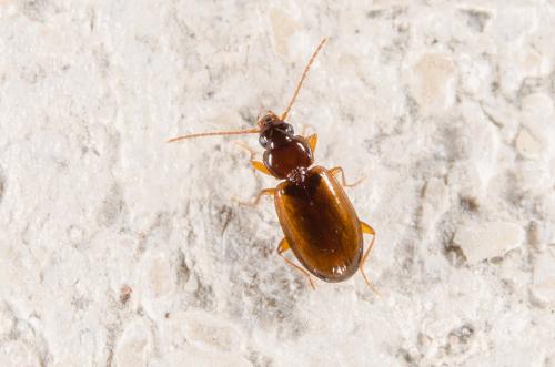 Trechus quadristriatus