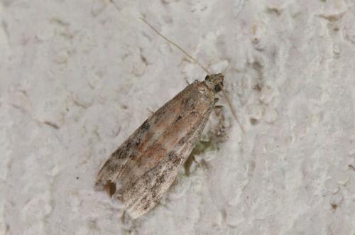Réf. 185 537 : Ephestia sp.