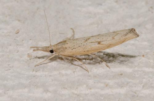 Pediasia contaminella