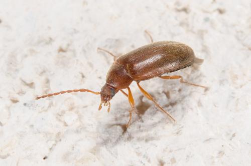 Réf. 185 035 : Isomira antennata