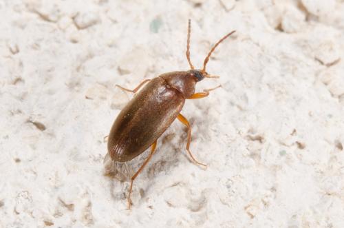 Réf. 185 036 : Isomira antennata