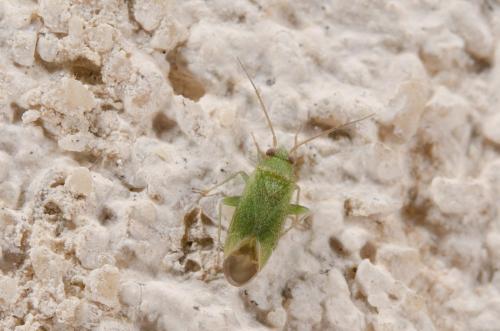 Réf. 185 692 : Orthotylus sp.