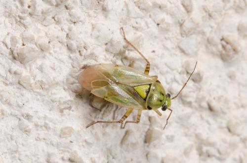 Lygus sp.