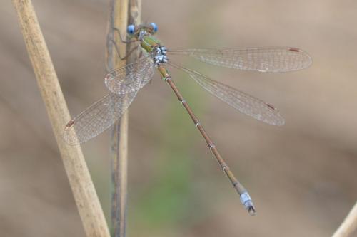 Réf. 185 875 : Lestes virens