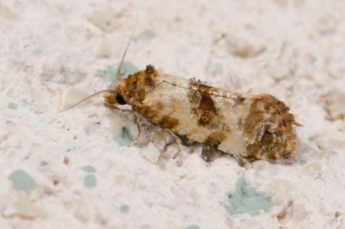 Réf. 185 025 : Cochylis molliculana