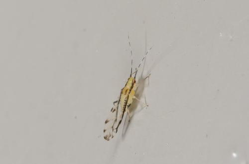 Réf. 185 027 : Eucallipterus tiliae